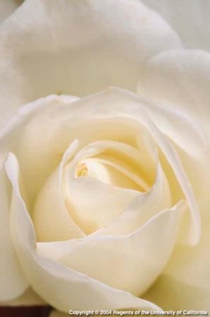 White Rose Close-up, Variety is 'Sweet Vivian'