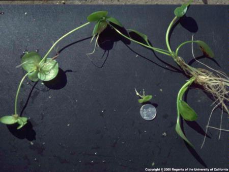 Smooth Frogbit