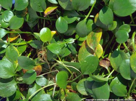 Smooth Frogbit