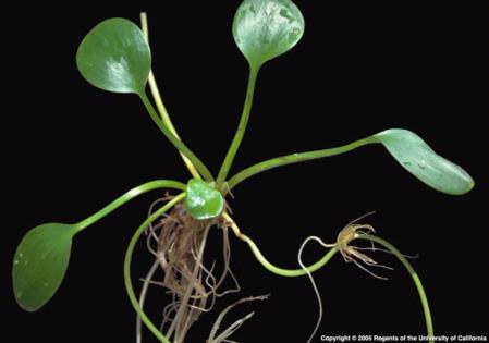 Smooth Frogbit