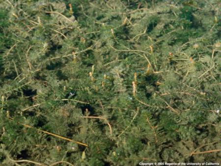 Eurasian Watermilfoil Infestation