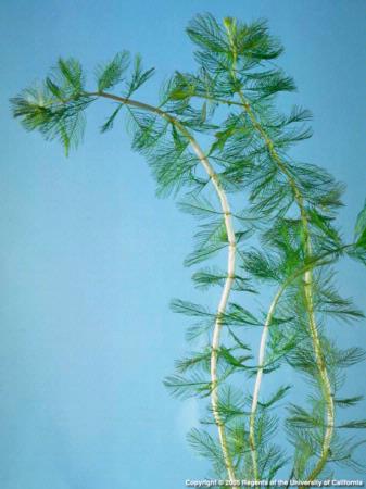 Eurasian Watermilfoil Stems