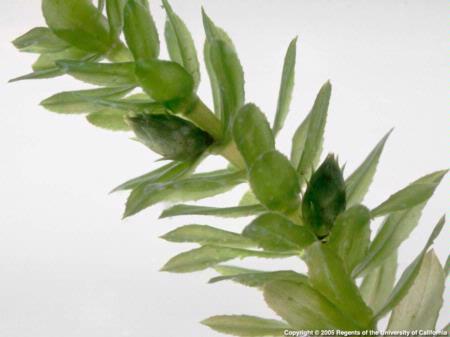 Close-up of Hydrilla