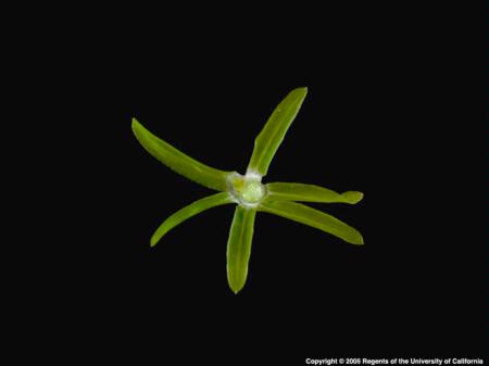 Cross-section of Hydrilla Stem