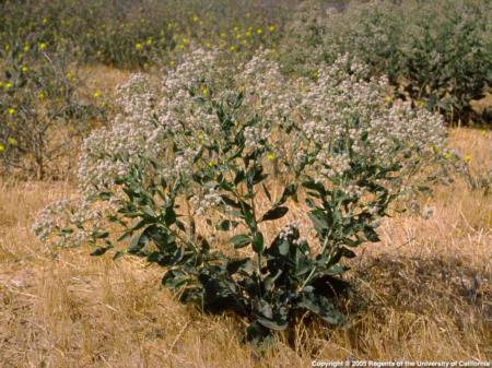 Perennial Pepperweed Plant