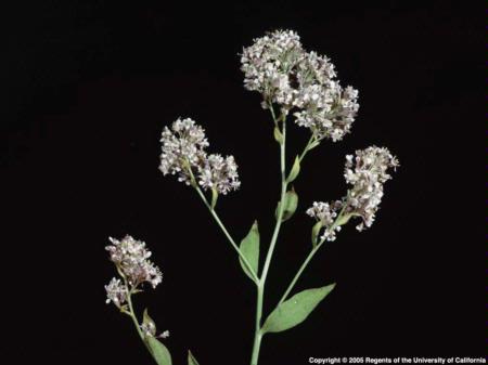 Perennial Pepperweed Inflorescence