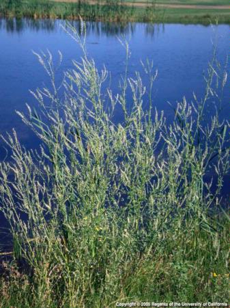 White Sweetclover