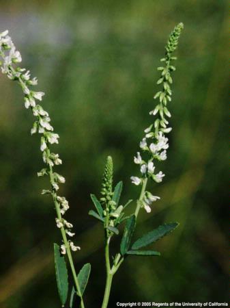 Inflorescence of White Sweetclover