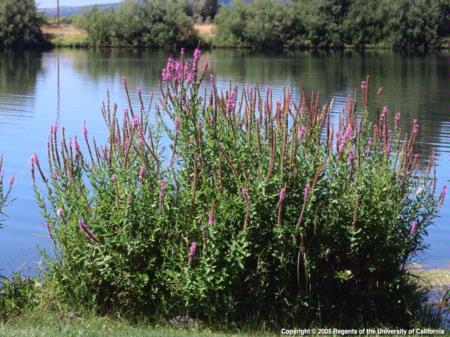 Purple Loosestrife