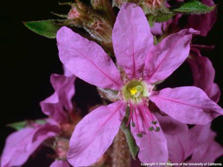 Purple Loosestrife Flower