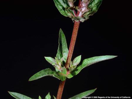 Purple Loosestrife Node