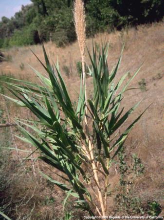 Giant Reed