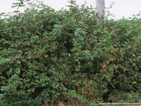 Himalaya Blackberry Shrub