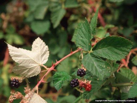 Himalaya Blackberry Fruit