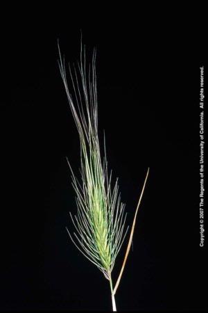 Medusahead Inflorescence