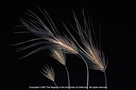 Medusahead Inflorescence