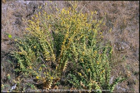 Dalmatian Toadflax Plant