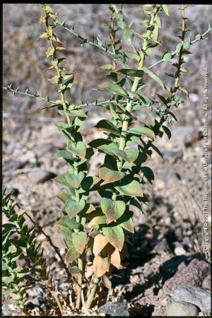 Dalmatian Toadflax Foliage