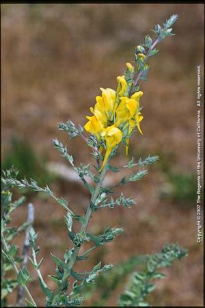 Dalmatian Toadflax Flowering Stem