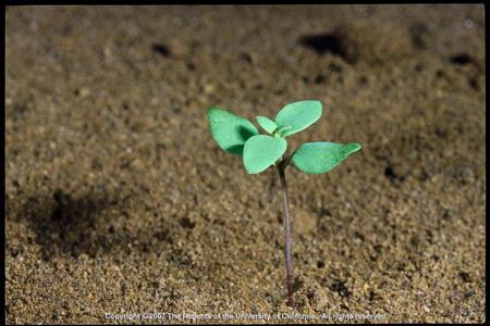 Dalmatian Toadflax Seedling