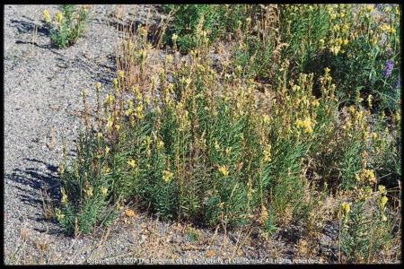 Yellow Toadflax Plants