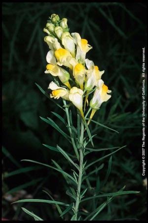 Yellow Toadflax Flowering Stem