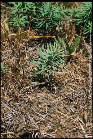 Yellow Toadflax Young Plants