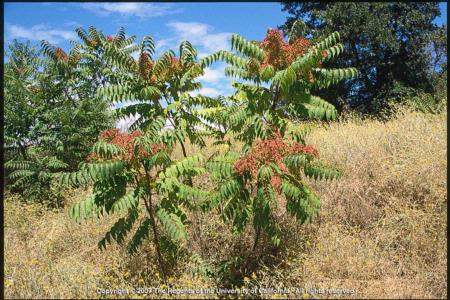 Tree-of-heaven Plants