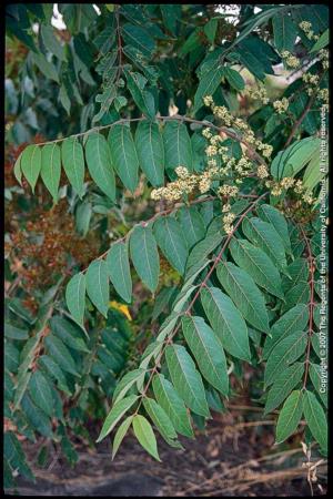 Tree-of-heaven Male Plant