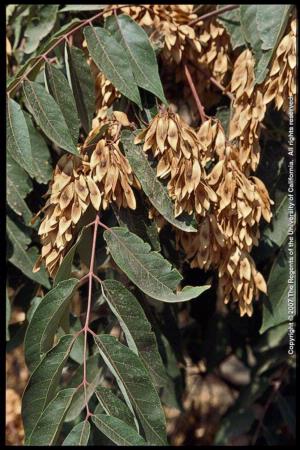 Tree-of-heaven Female Plant