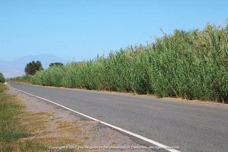 Giant Reed Plants