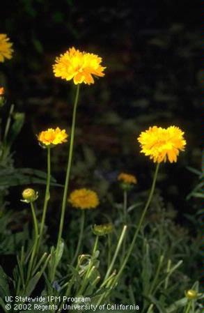 Blossoms and stalks of <i>Coreopsis.</i>
