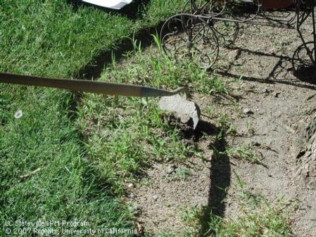 A garden hoe used to cut annual weeds at their stems.