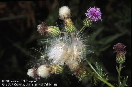 Canada thistle flowers.