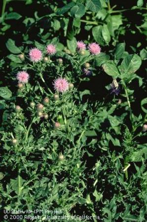 Flower of Canada thistle.