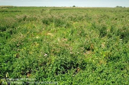 Canada thistle infestation, <i>Cirsium arvense.</i>