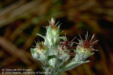 Flower of Malta starthistle, tocalote, Napa thistle.