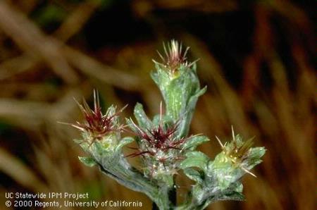 Flower of Malta starthistle, tocalote, Napa thistle.