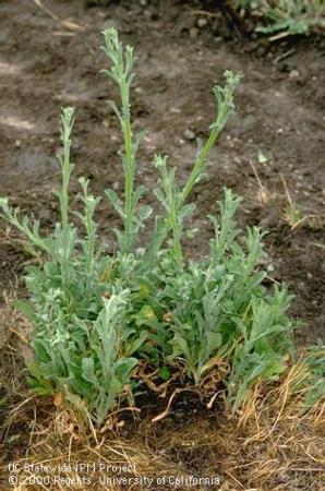 Mature plant of Malta starthistle, tocalote, Napa thistle.