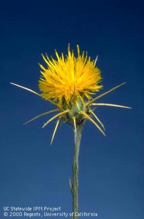 Yellow starthistle flower at the full bloom stage.