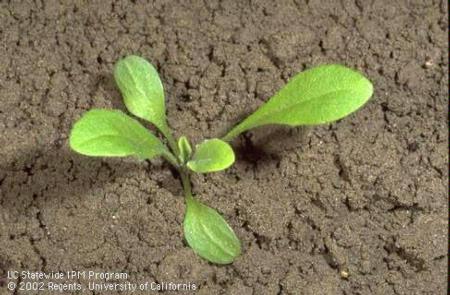 Seedling of yellow starthistle, <i>Centaurea solstitialis,</i> at the four-leaf stage.