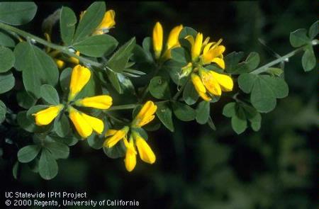 Flowers of scotch broom, <i>Cytisus scoparius.</i>