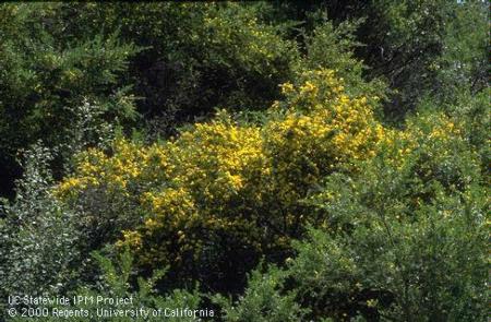 Yellow blooming invasive scotch broom shrub among other vegetation.