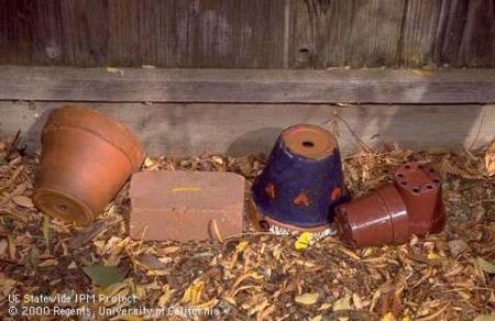 Flower pots left in garden can serve as traps for slugs and snails.