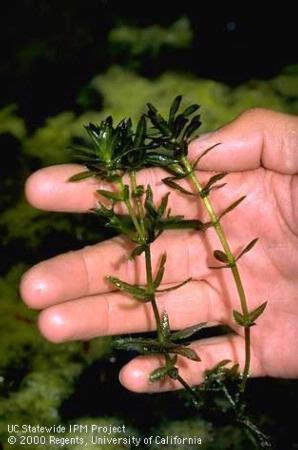 Hydrilla mature plant, <i>Hydrilla verticillata.</i>