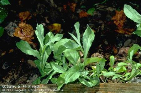 Young plant from rootstock of perennial pepperweed.