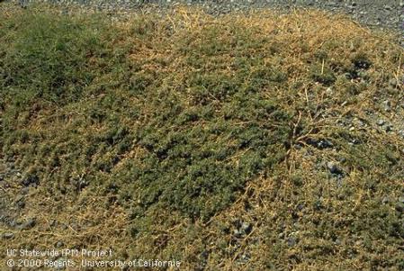 Puncturevine plants damaged by the stem weevil, <i>Microlarinus lypriformis.</i>