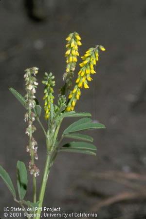 Flower of yellow sweetclover, <i>Melilotus officinalis (Leguminosae).</i>