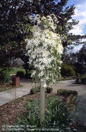 Evergreen clematis growing on a post.