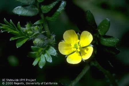 Puncturevine flower, <i>Tribulus terrestris.</i>